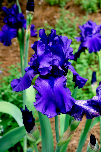 Purple Iris